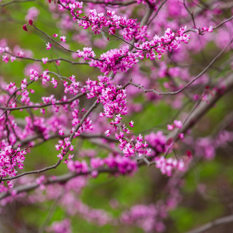 Forest Pansy Redbud