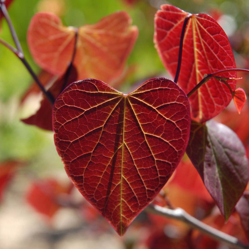 Forest Pansy Redbud