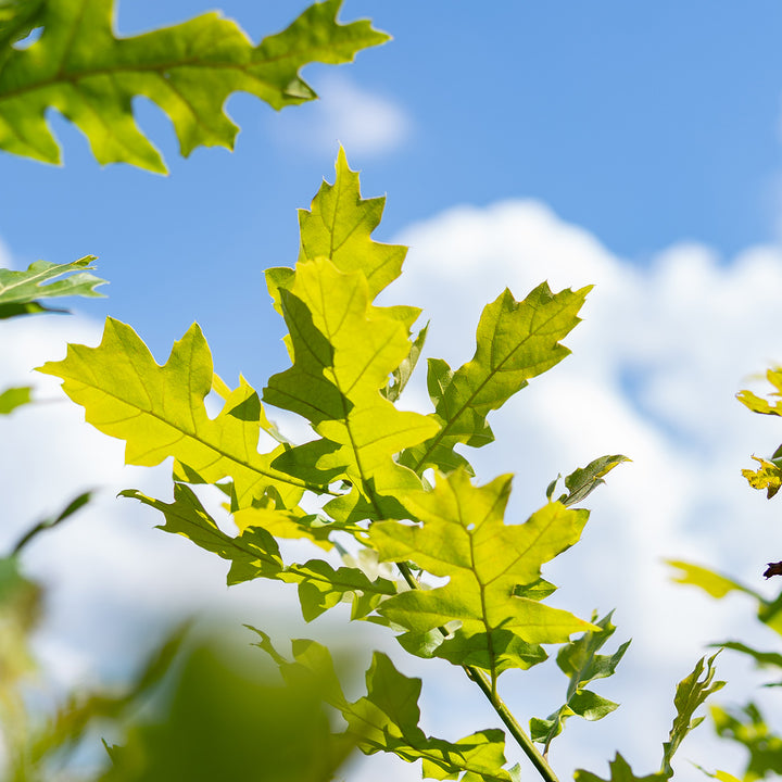 Shumard Oak Tree