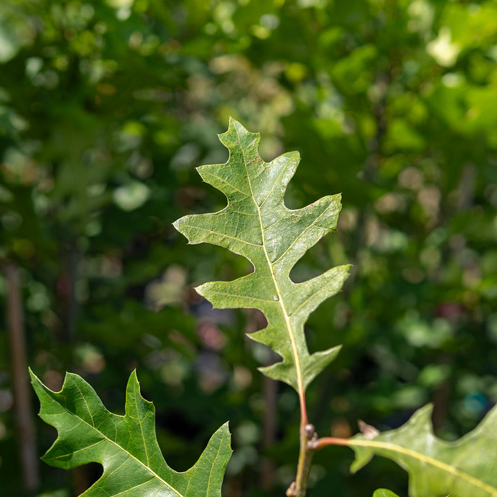 Shumard Oak Tree