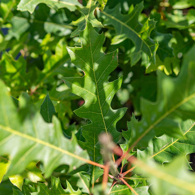 Shumard Oak Tree