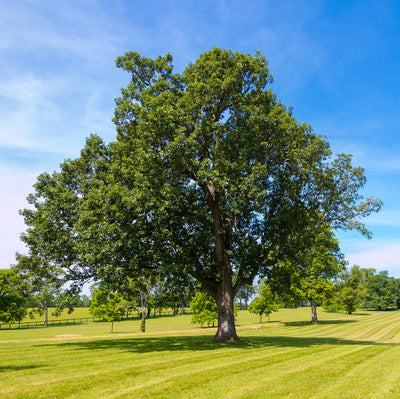 Shumard Oak Tree