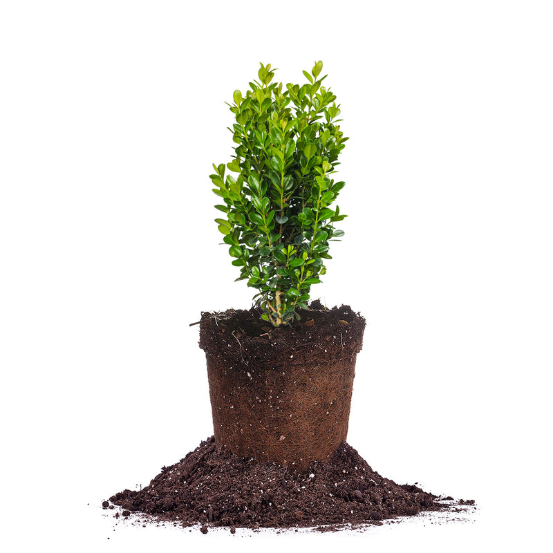 Sprinter Boxwood