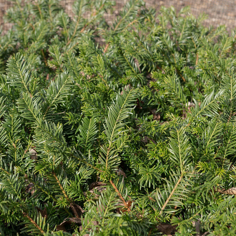 Spreading Yew