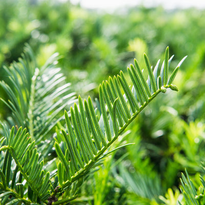 Spreading Yew