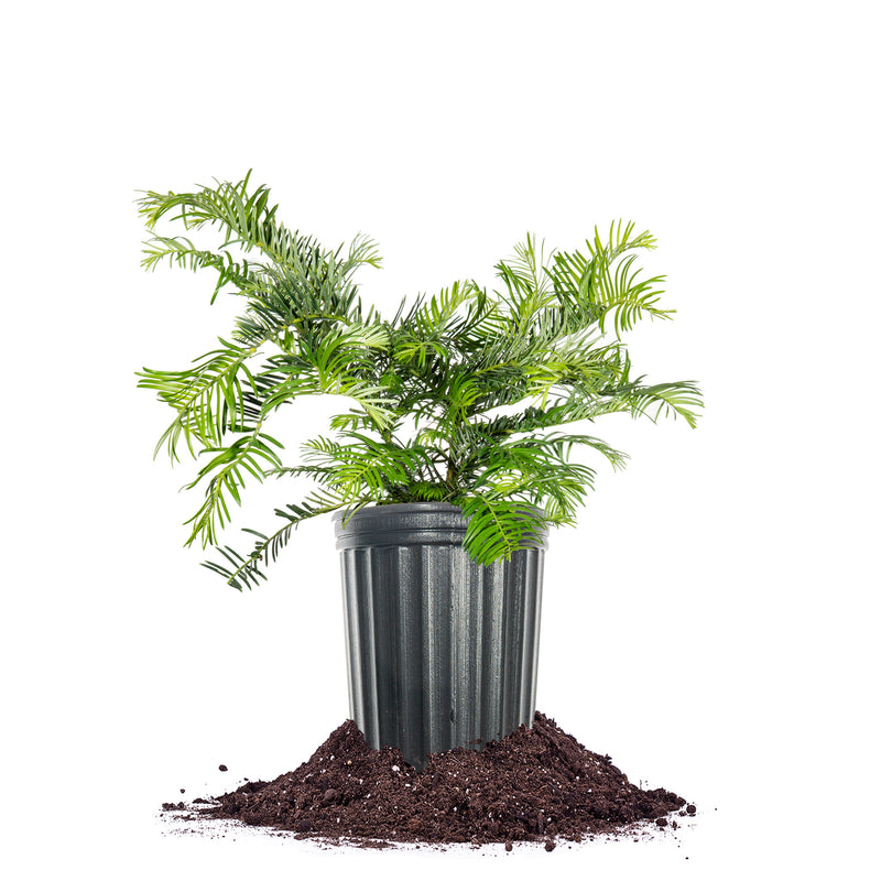 Spreading Yew