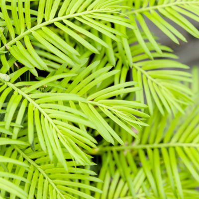 Spreading Yew