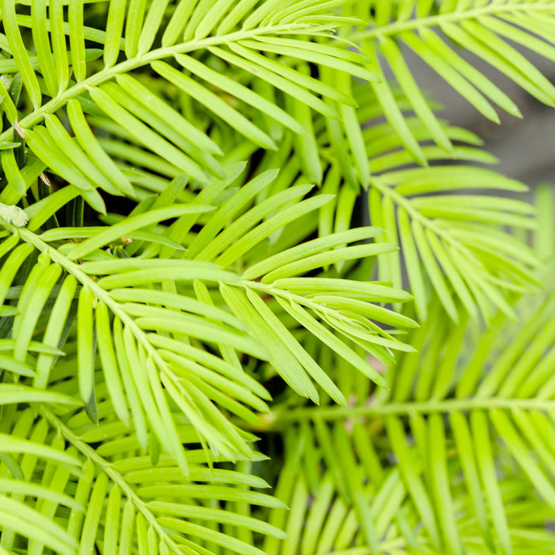 Spreading Yew