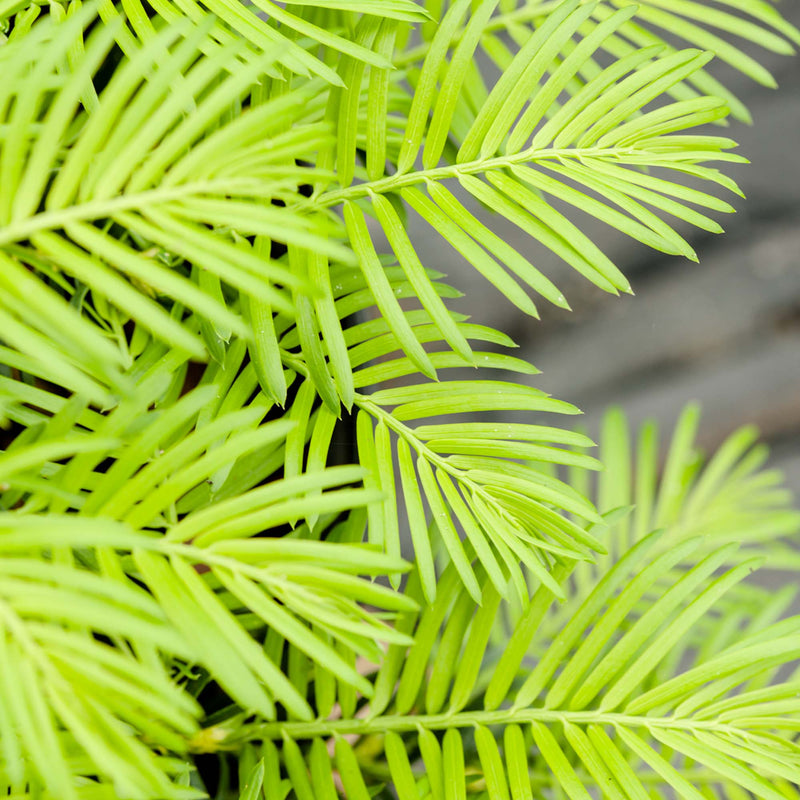 Spreading Yew