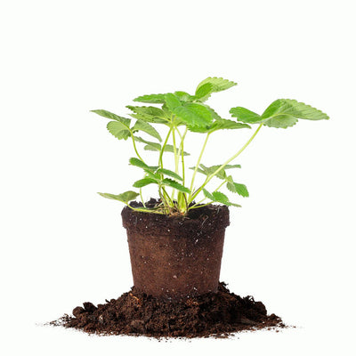 Everbearing Eversweet Strawberry