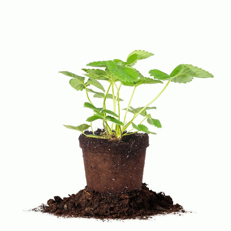 Everbearing Eversweet Strawberry