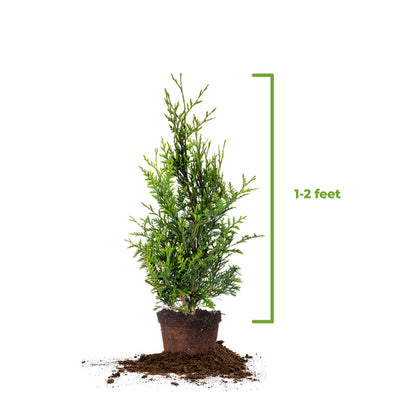 Thuja Green Giant Tree 10-Pack
