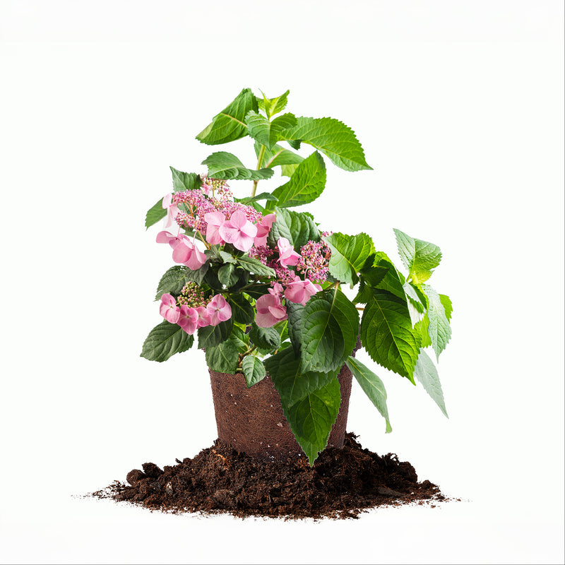 Twist-n-Shout® Hydrangea