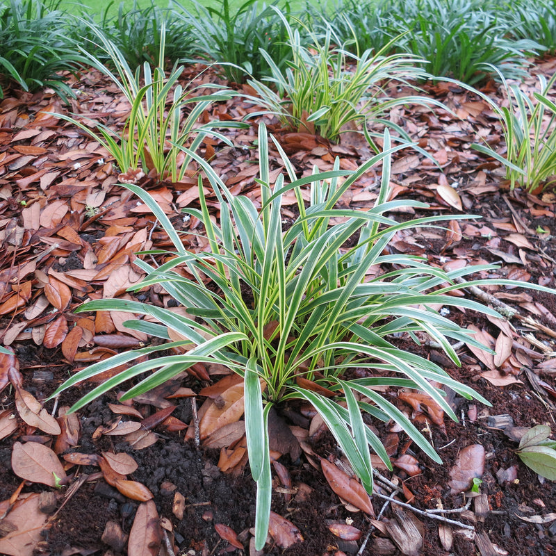 Variegated Liriope