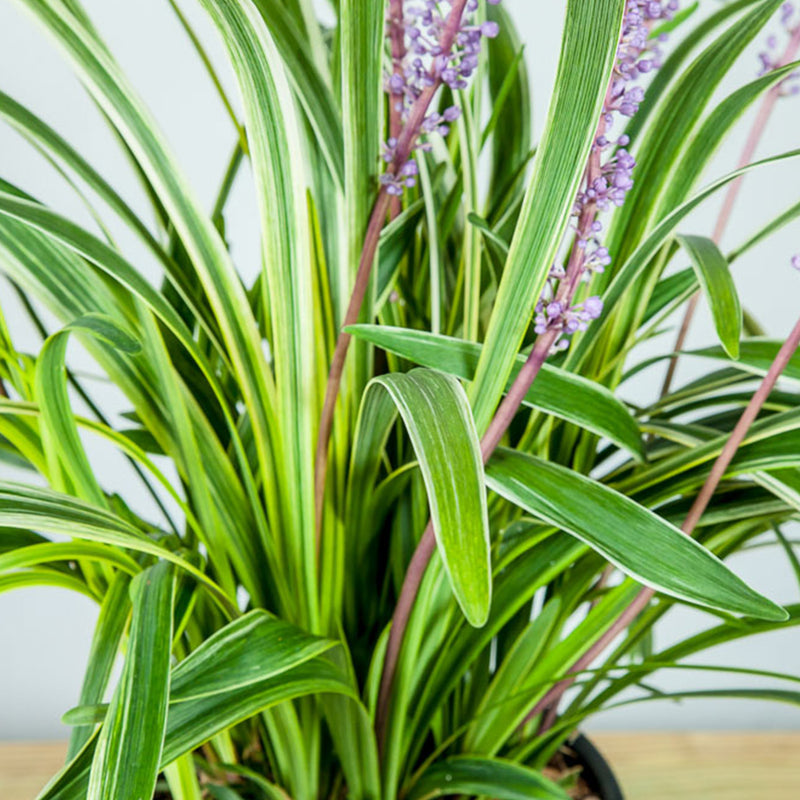 Variegated Liriope