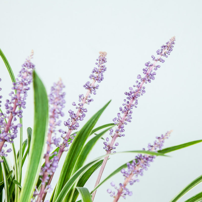 Variegated Liriope