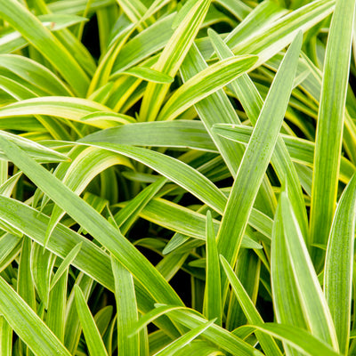 Variegated Liriope