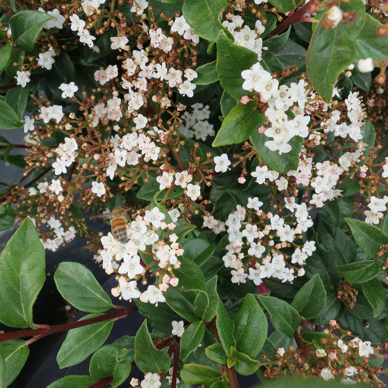 Spring Bouquet Viburnum