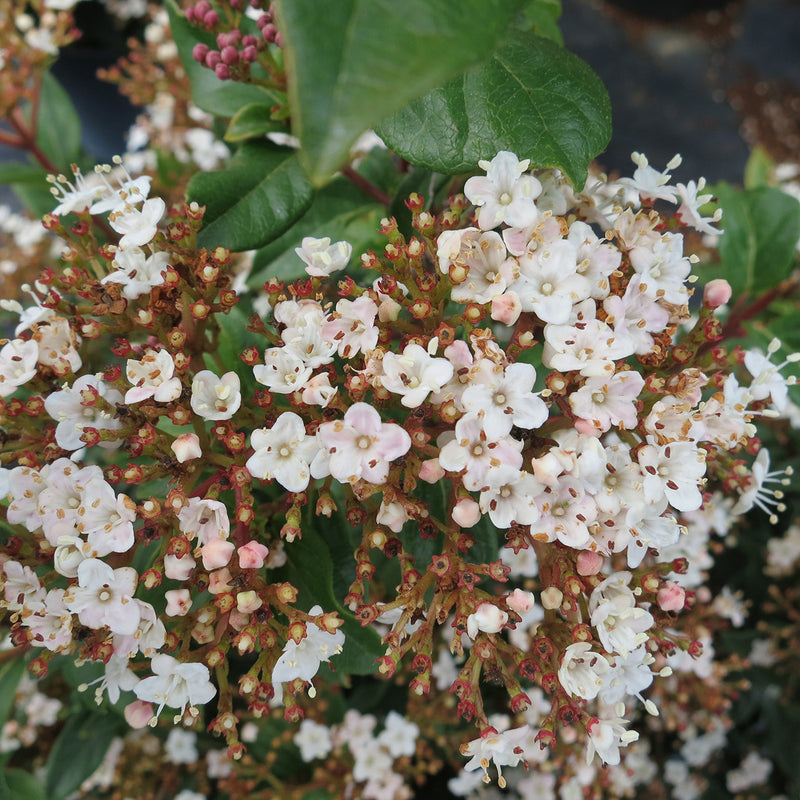 Spring Bouquet Viburnum