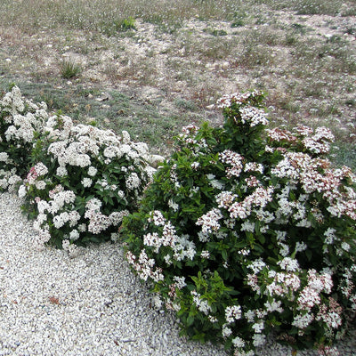 Spring Bouquet Viburnum