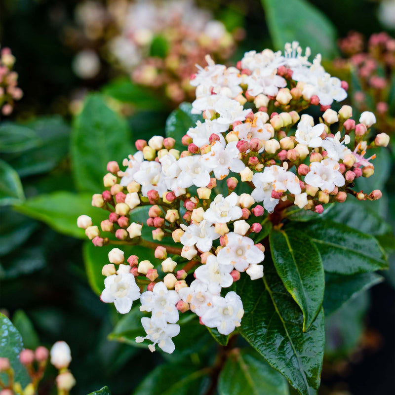 Spring Bouquet Viburnum