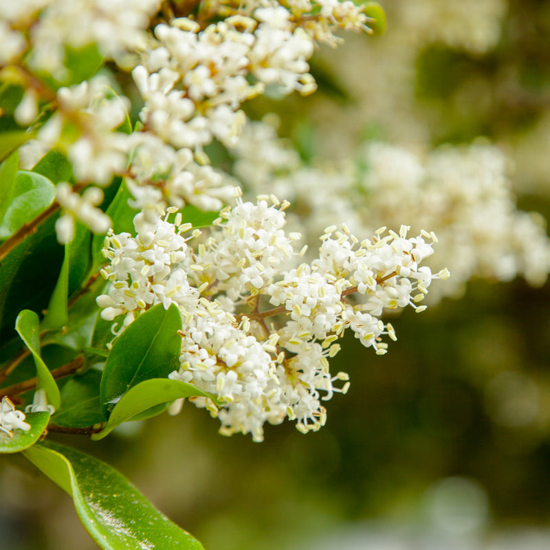 Wax Ligustrum