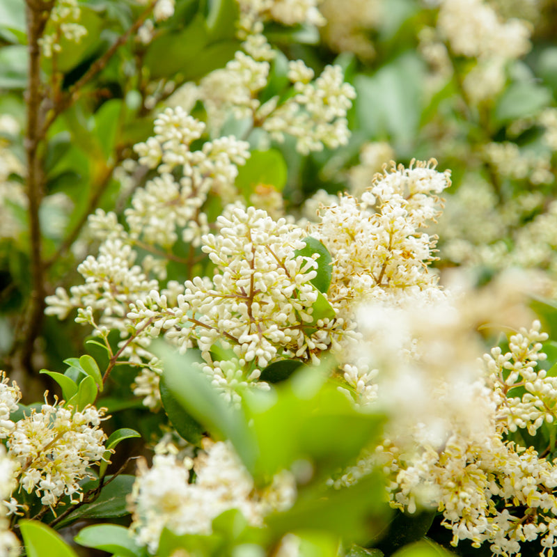 Wax Ligustrum