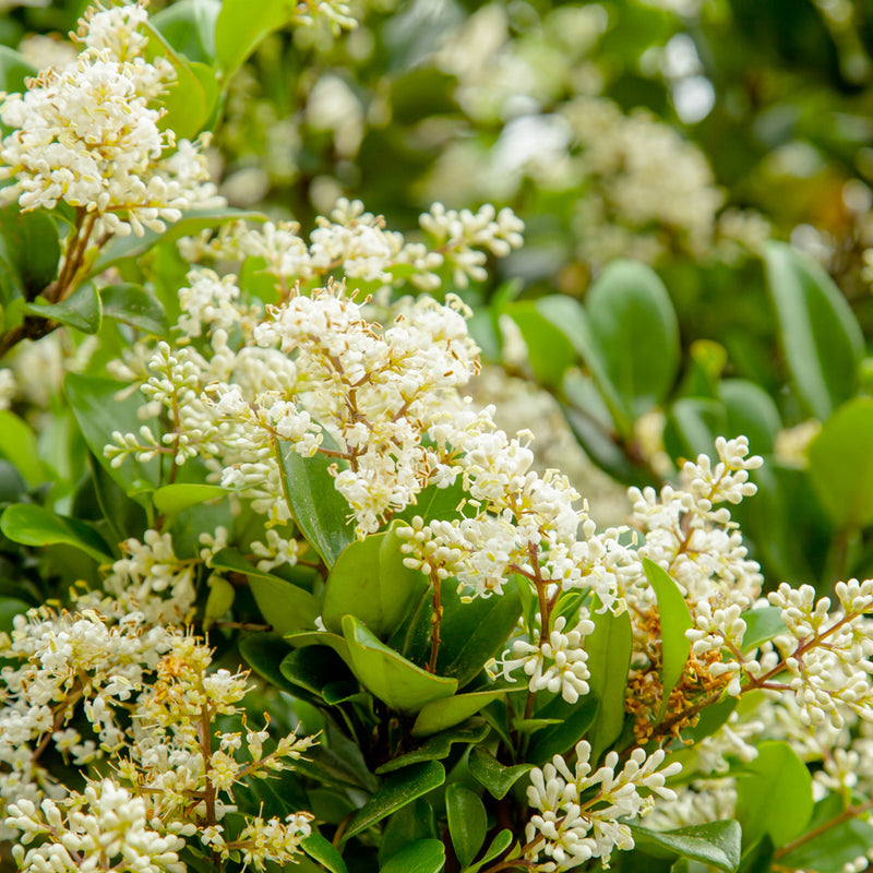 Wax Ligustrum