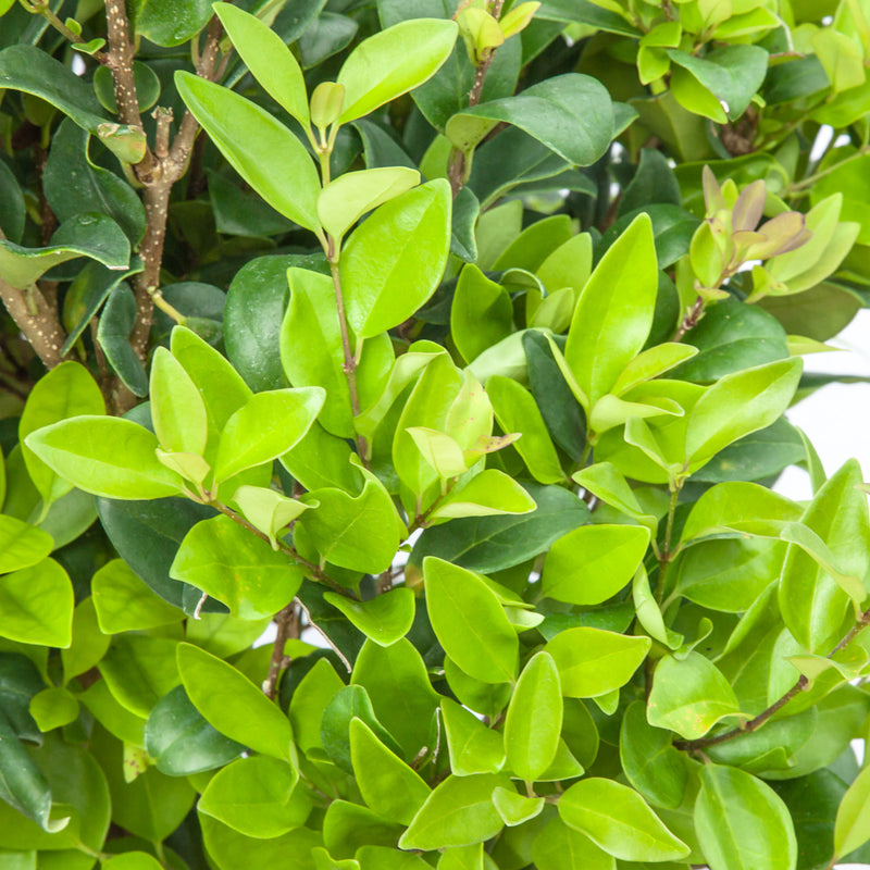 Wax Ligustrum