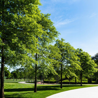 Willow Oak Tree