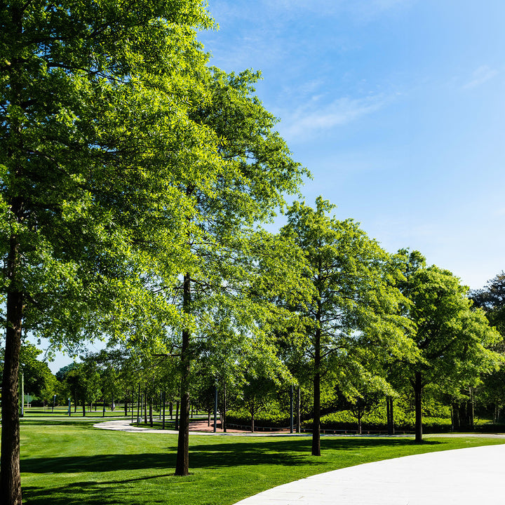 Willow Oak Tree