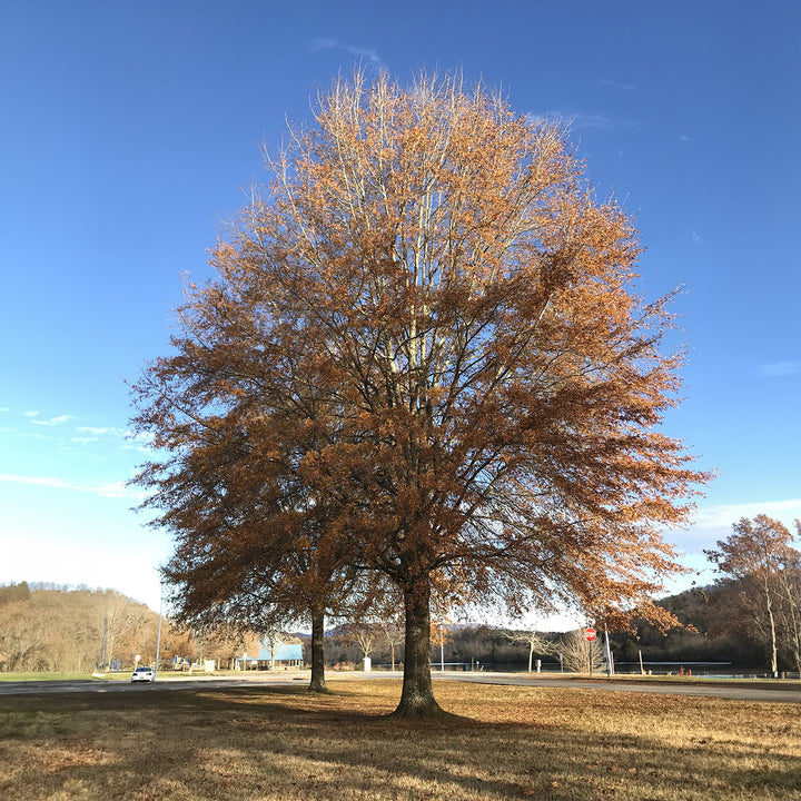 Willow Oak Tree