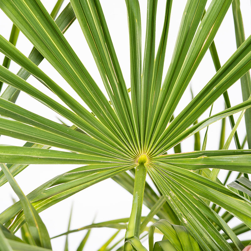 Windmill Palm Tree