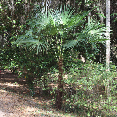 Windmill Palm Tree