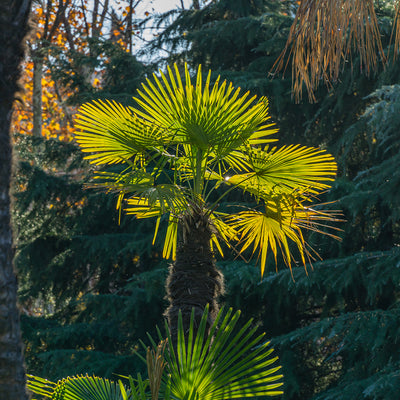 Windmill Palm Tree