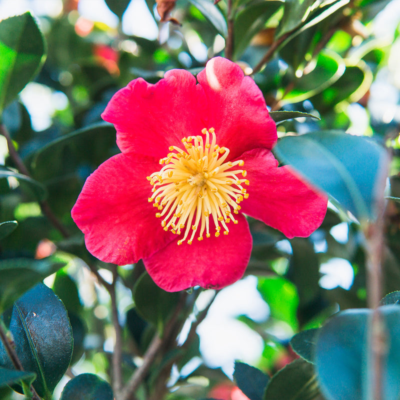 Yuletide Camellia