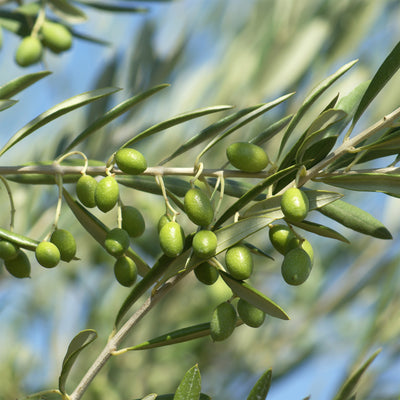 Arbequina Olive Tree