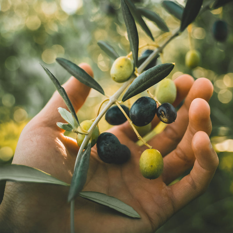 Arbequina Olive Tree