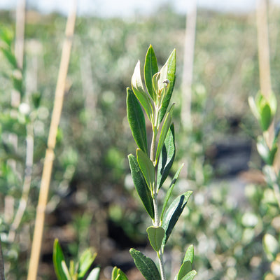 Arbequina Olive Tree