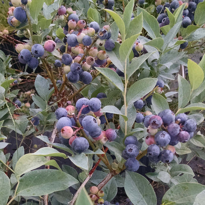 Tifblue Blueberry Bush