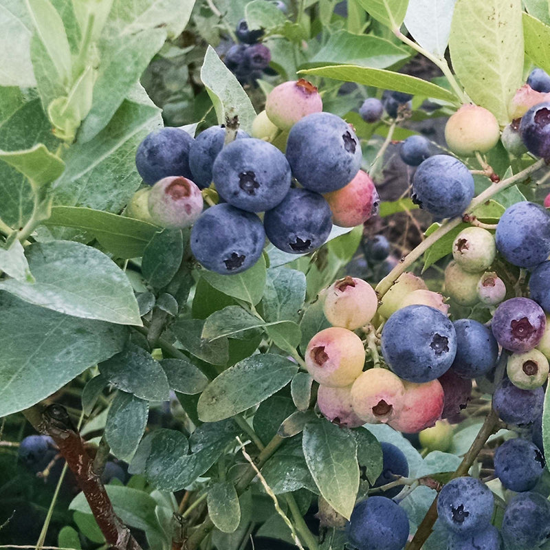 Tifblue Blueberry Bush