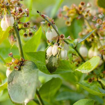 Tifblue Blueberry Bush