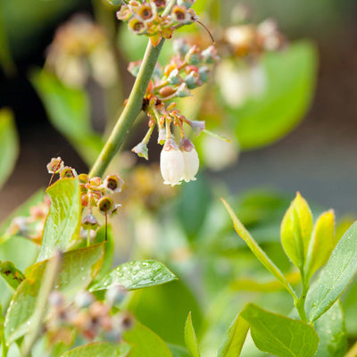 Tifblue Blueberry Bush