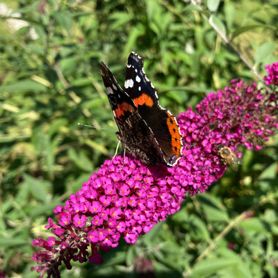 Royal Red Butterfly Bush