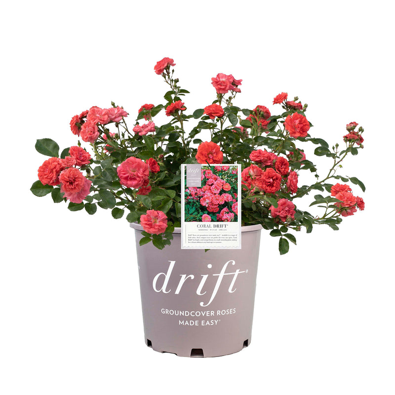 Coral Drift® Rose