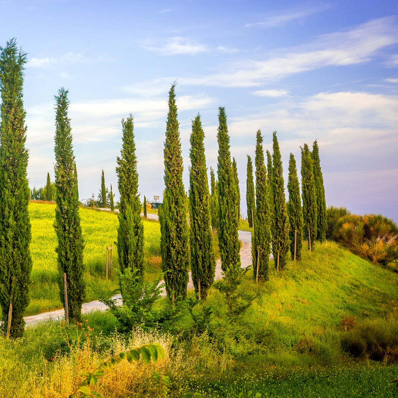 Italian Cypress Tree