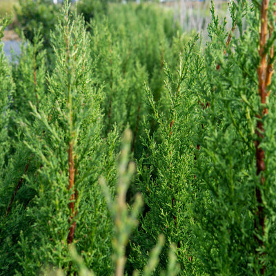 Italian Cypress Tree