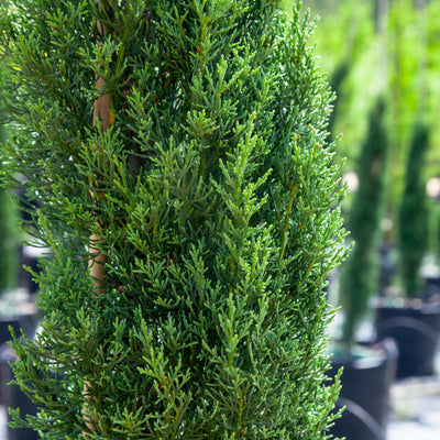 Italian Cypress Tree