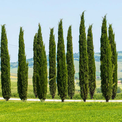 Italian Cypress Tree