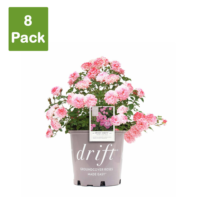 Sweet Drift® Rose